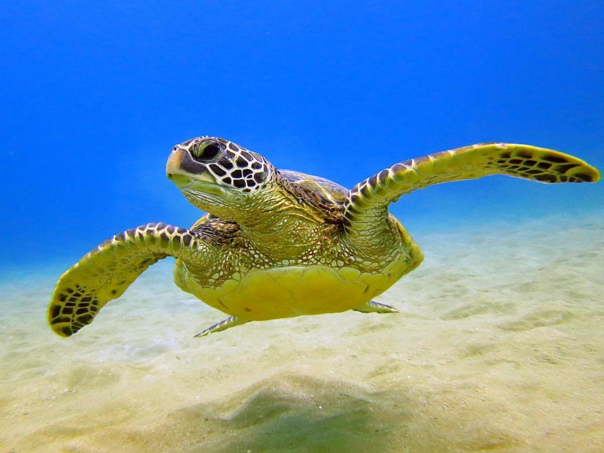 Cozy Waikiki Getaway, Stroll To Beach With Free Parking Honolulu Eksteriør billede